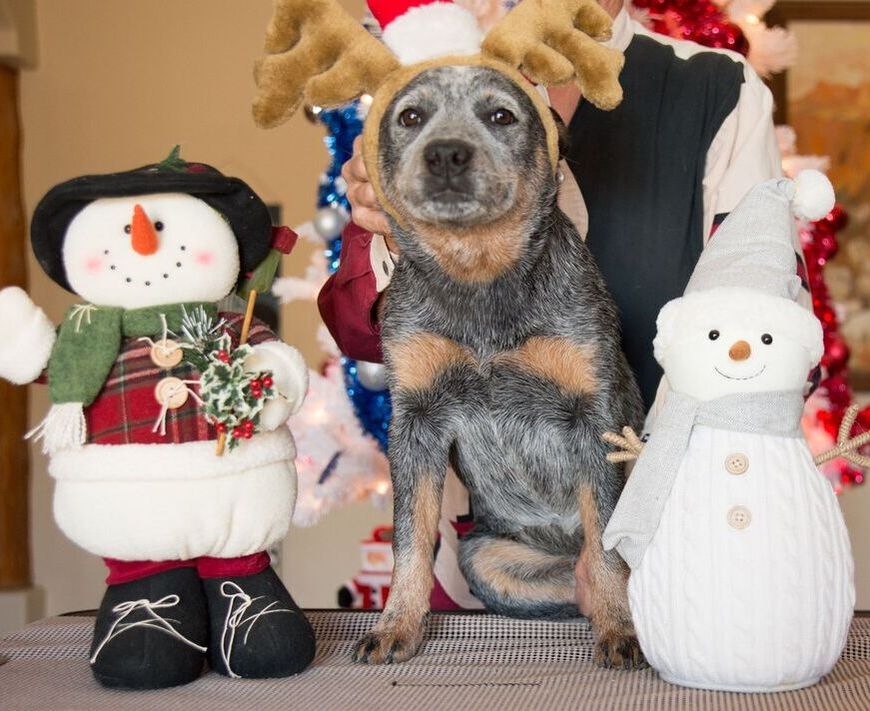 Sugar and spice cattle dogs sales