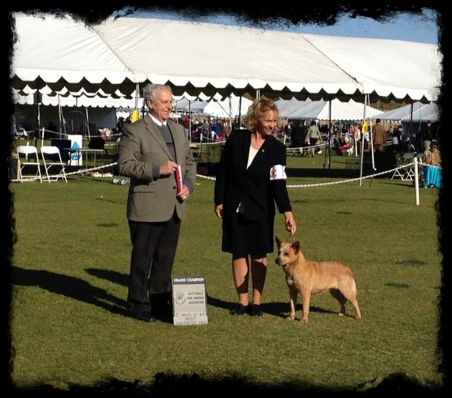 Sugar and spice cattle dogs sale