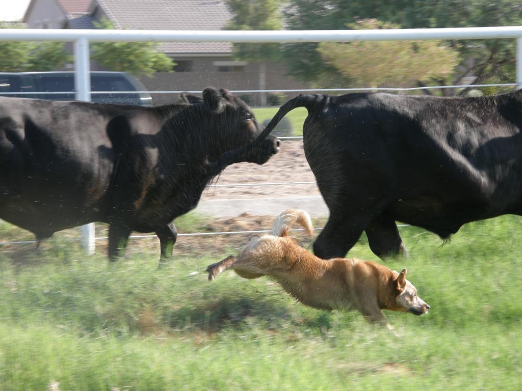Sugar and spice cattle dogs best sale